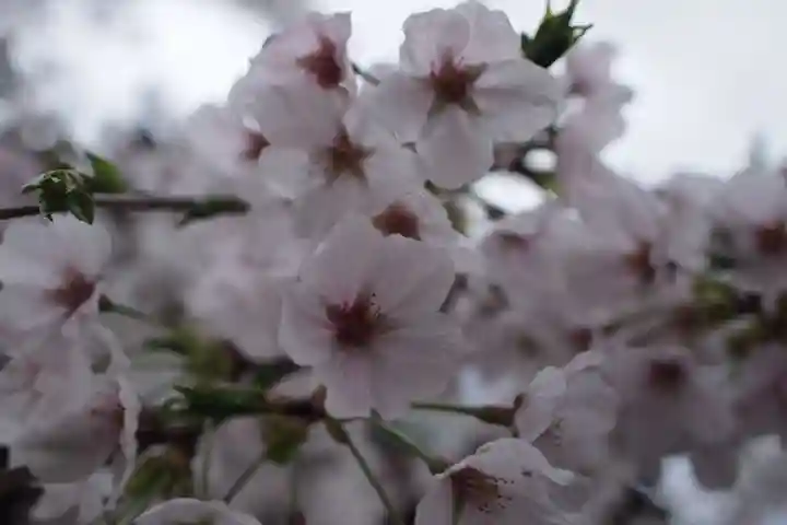 甲斐善光寺の自然