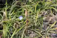 鹿島大神宮の自然