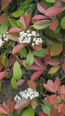 西雲寺(京都府)