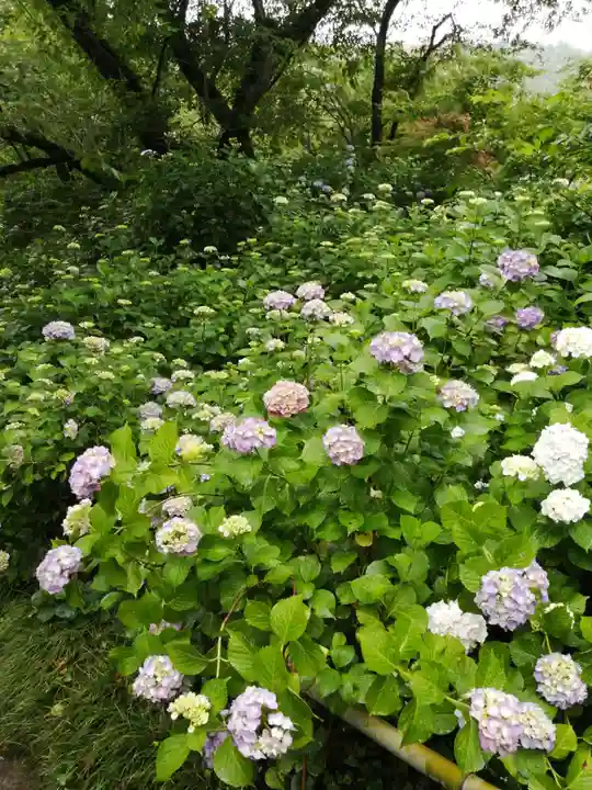 矢田寺(奈良県)