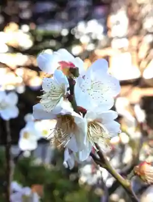 東長谷寺　薬王院(東京都)