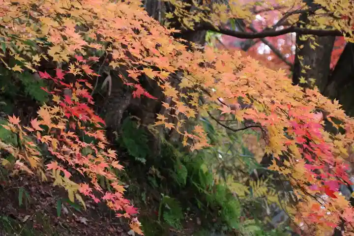 三春大神宮の自然