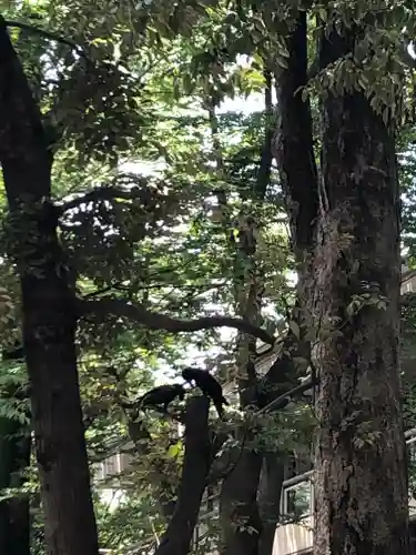 大國魂神社の動物
