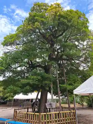 野田八幡宮(愛知県)