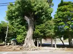 太田素盞神社の建物その他