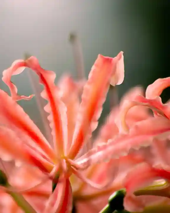 横浜 西方寺の自然