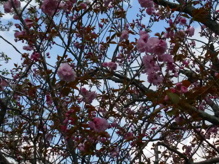 極楽寺(霊鷲山感應院極楽律寺)の自然