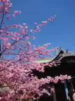 桜神宮(東京都)