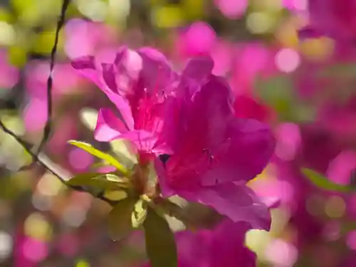 西方山極楽寺(岐阜県)