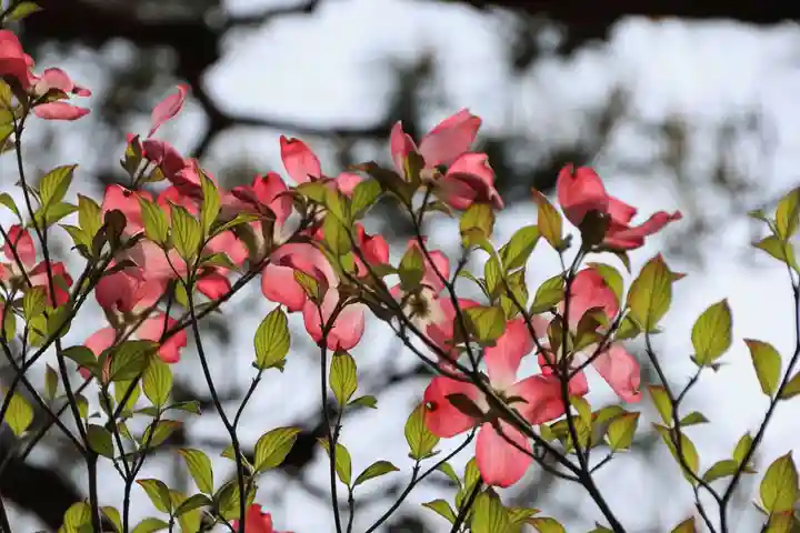 開成山大神宮の自然