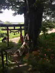 鹿嶋神社の自然