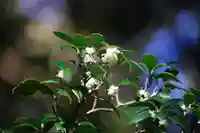 阿久津「田村神社」(郡山市阿久津町)旧社名:伊豆箱根三嶋三社の自然