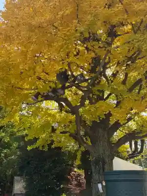 浅草神社(東京都)