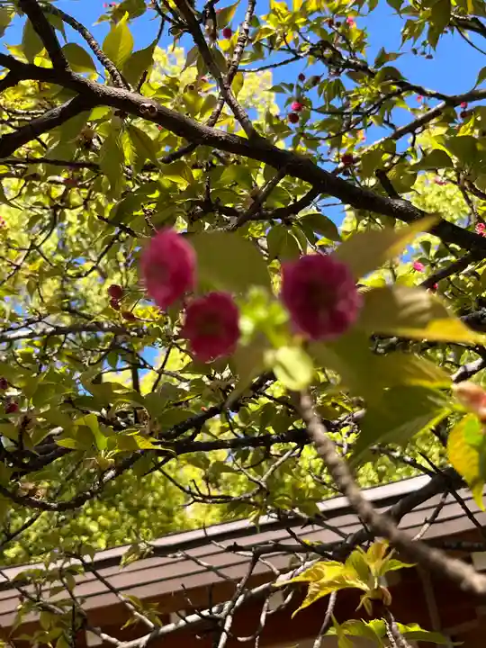 平野神社(京都府)
