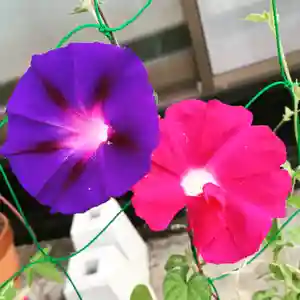 豊景神社の自然(2020年09月02日(水) 05時36分49秒投稿)