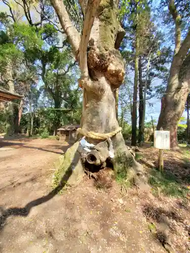 中村八幡宮(栃木県)