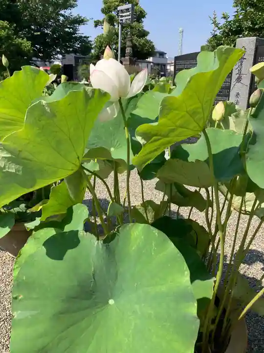要法寺(神奈川県)