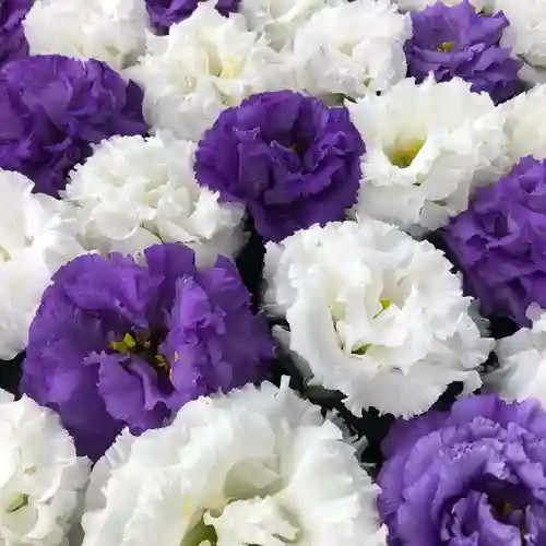 鹿島台神社の手水舎