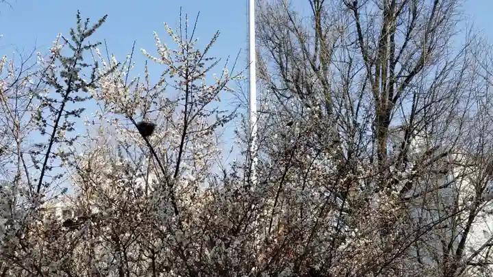 花園神社の自然