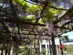 八幡神社(福井県)