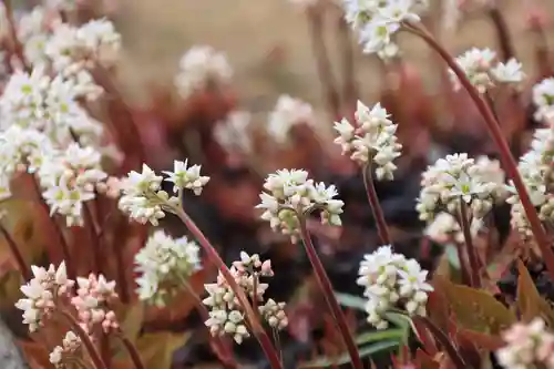 大鏑神社の自然
