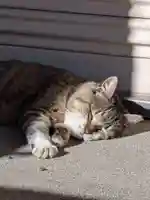 白金氷川神社(東京都)