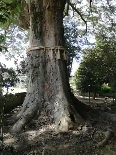 香取神社（関宿香取神社）の自然