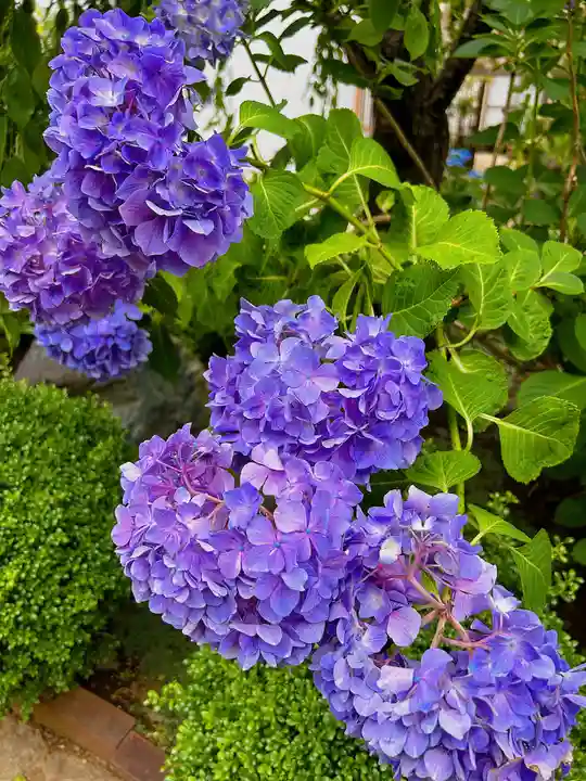 法輪寺(東京都)