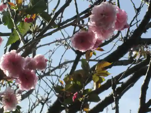屋久島大社の自然