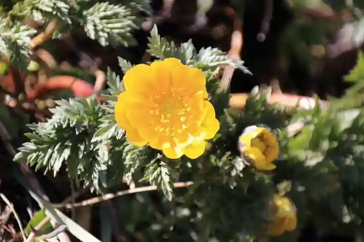 正観音堂の自然