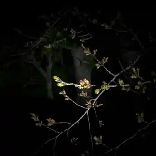 高司神社〜むすびの神の鎮まる社〜の自然