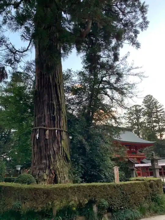 香取神宮の自然