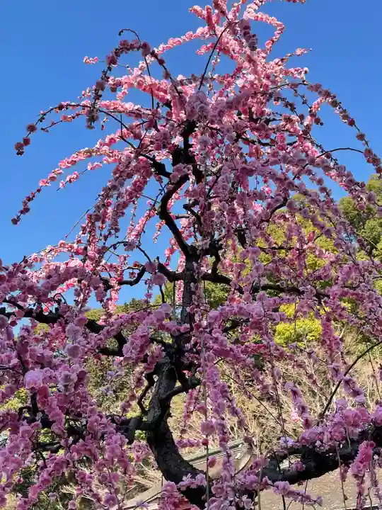 太宰府天満宮の自然