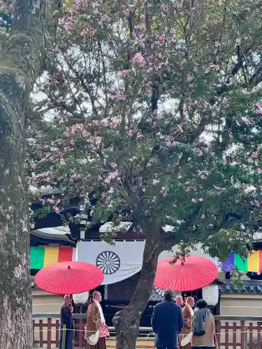 東寺（教王護国寺）の{uncategorized: "未分類", other: "その他", undefined: "問題あり", building: "その他建物", grave: "お墓", sacred_gate: "鳥居", guardian: "狛犬", statue: "像", buddha: "仏像", history: "歴史", nature: "自然", garden: "庭園", animal: "動物", pagoda: "塔", temizu: "手水舎", mountain_gate: "山門・神門", sanctuary: "本殿・本堂", subordinate: "末社・摂社", art: "芸術", scenery: "景色", jizo: "地蔵", ema: "絵馬", goshuin: "御朱印", omikuji: "おみくじ", items: "授与品その他", amulet: "お守り", goshuincho: "御朱印帳", eats: "食事", festival: "お祭り", votive_dance: "神楽", shichigosan: "七五三参", wedding: "結婚式", experience: "体験その他", initially: "初詣", around: "周辺", anti_infection: "感染症対策"}