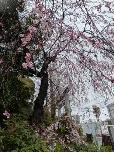 阿佐ヶ谷神明宮(東京都)