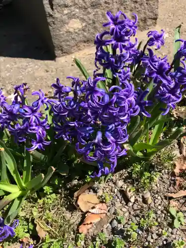 龍ケ崎八坂神社の自然