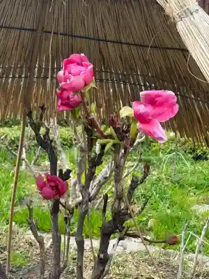 石光寺の{uncategorized: "未分類", other: "その他", undefined: "問題あり", building: "その他建物", grave: "お墓", sacred_gate: "鳥居", guardian: "狛犬", statue: "像", buddha: "仏像", history: "歴史", nature: "自然", garden: "庭園", animal: "動物", pagoda: "塔", temizu: "手水舎", mountain_gate: "山門・神門", sanctuary: "本殿・本堂", subordinate: "末社・摂社", art: "芸術", scenery: "景色", jizo: "地蔵", ema: "絵馬", goshuin: "御朱印", omikuji: "おみくじ", items: "授与品その他", amulet: "お守り", goshuincho: "御朱印帳", eats: "食事", festival: "お祭り", votive_dance: "神楽", shichigosan: "七五三参", wedding: "結婚式", experience: "体験その他", initially: "初詣", around: "周辺", anti_infection: "感染症対策"}