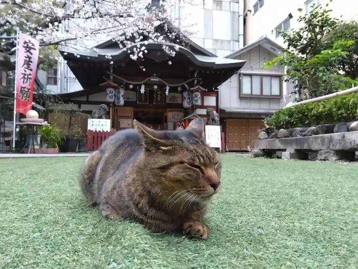 露天神社(お初天神)の動物