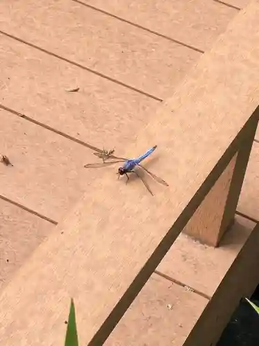 愛宕神社の動物