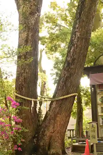 武蔵一宮氷川神社(埼玉県)