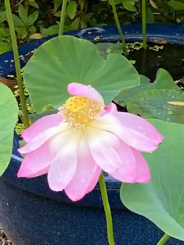 唐招提寺(奈良県)