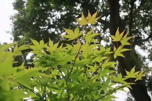 長屋神社の自然