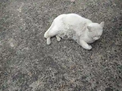 羽黒神社の動物