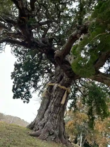 木幡神社の{uncategorized: "未分類", other: "その他", undefined: "問題あり", building: "その他建物", grave: "お墓", sacred_gate: "鳥居", guardian: "狛犬", statue: "像", buddha: "仏像", history: "歴史", nature: "自然", garden: "庭園", animal: "動物", pagoda: "塔", temizu: "手水舎", mountain_gate: "山門・神門", sanctuary: "本殿・本堂", subordinate: "末社・摂社", art: "芸術", scenery: "景色", jizo: "地蔵", ema: "絵馬", goshuin: "御朱印", omikuji: "おみくじ", items: "授与品その他", amulet: "お守り", goshuincho: "御朱印帳", eats: "食事", festival: "お祭り", votive_dance: "神楽", shichigosan: "七五三参", wedding: "結婚式", experience: "体験その他", initially: "初詣", around: "周辺", anti_infection: "感染症対策"}