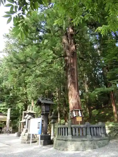 諏訪大社下社春宮の自然