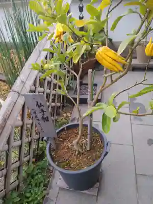 妙蓮寺(神奈川県)