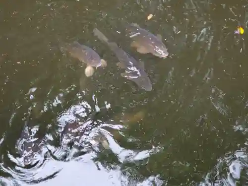 勝姫稲荷神社の動物