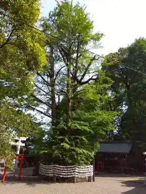 杵築大社の自然