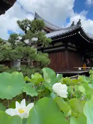 法金剛院(京都府)
