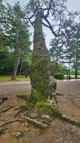 出雲大社(島根県)